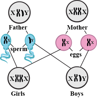 Determination of Baby Sex