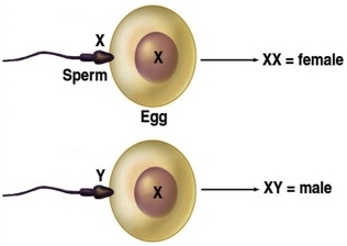 Sperm is responsible for male or female child